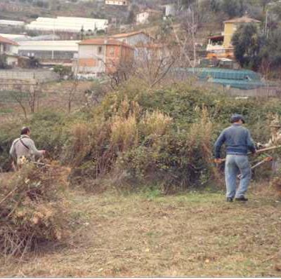 Foto 2 - disboscamento